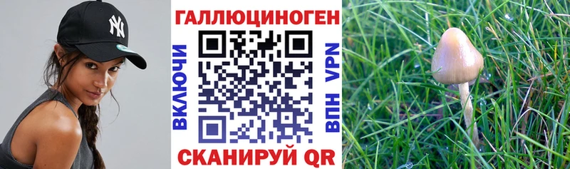 Псилоцибиновые грибы GOLDEN TEACHER  Купить где  Родники 